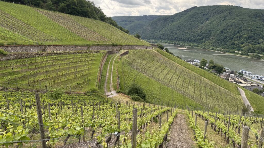 Terraced vineyards above the Rhine