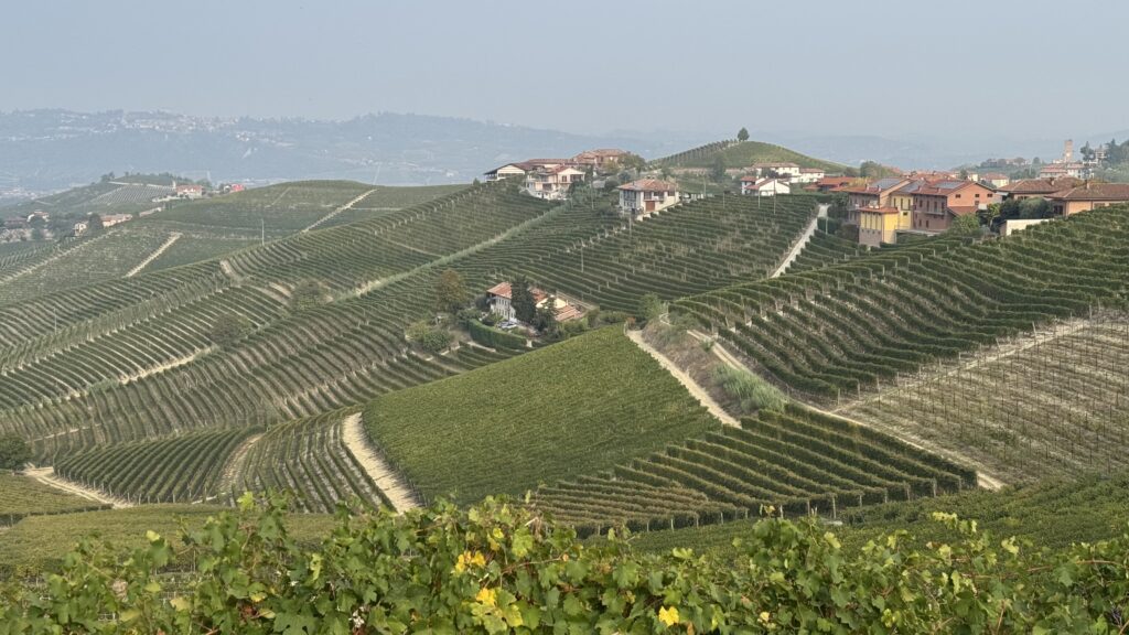 Vineyard hills of Piedmont